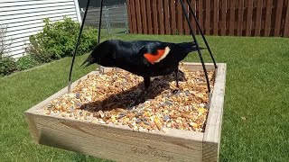 Live Bird feeder camera  North West Indiana [upl. by Kir]