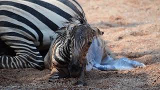 Nacimiento de una cebra en directo en la Sabana de BIOPARC Valencia [upl. by Nyleve]