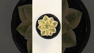 다육 식물 quot살구미인quot 분갈이 多肉 植物 quotアプリコット美人quot 鉢植え succulents quot Graptoveria Titubansquot repot shorts [upl. by Ardelia395]