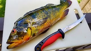 Catch And Cook PEACOCK BASS Do They Taste As good As They Look [upl. by Stoat]