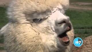 A Singing Alpaca Delight by GEICO Customer Service [upl. by September693]