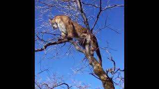 Amazing Mountain Lion Encounter in the mountains of Utah Shorts [upl. by Inalem569]