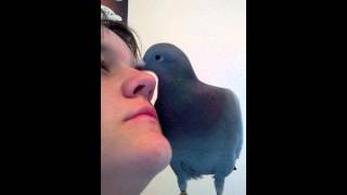 Pigeon Preens Owners Face [upl. by Maryjane]