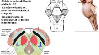 🔴Anatomie Le tronc cérébral et les nerfs crâniens [upl. by Sefton]