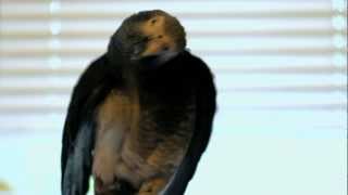 Hilarious The smartest African Grey Parrot TALKING  singing and making vacuum sounds [upl. by Eisso]