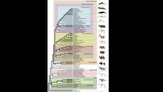 Evolution The Evidence  Episode 9 Cladogram [upl. by Zinnes]