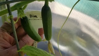 Another Walkthrough of Parthenocarpic Cucumber Trial [upl. by Yraillih]