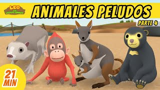 Animales Peludos Episodio Compilación Parte 45 Español  Leo El Explorador  Animación [upl. by Hilario668]