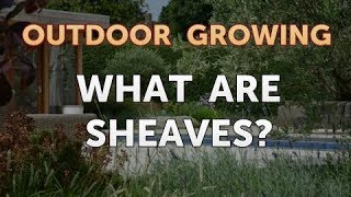 What Are Sheaves [upl. by Iruam281]