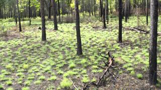 How Fire Can Restore a Forest A TimeLapse Tree View [upl. by Pliner]