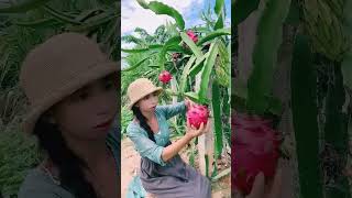 Chinas largest producer of dragon fruit Guangxi is dotted with farming communities [upl. by Hallam]