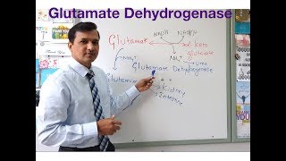 Glutamate Dehydrogenase Reaction Oxidative Deamination of Glutamate [upl. by Law785]