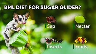 BML Diet for Sugar Gliders  Sugar Glider Diet amp Care [upl. by Brock]