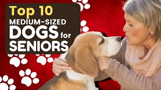 Top 10 Best Medium Sized Dogs for Seniors  Dogs 101 [upl. by Ghiselin]