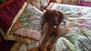 Redbone Coonhound puppy baying [upl. by Inalem819]