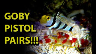 Goby amp Pistol Shrimp Pair \\ One Of The Coolest Symbiotic Relationships In The Salt Water Hobby [upl. by Milty]