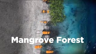 Mangrove Forest Coastal Erosion Mitigation [upl. by Romulus]