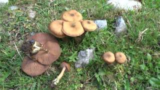 Armillaria cepistipes [upl. by Ellehs]