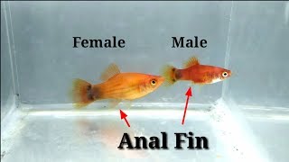 How To Identify Male And Female Platy Fish [upl. by Ardnaed]