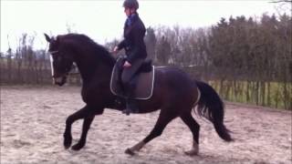 Voorbeeld effect ruitertraining  Gepaard met een lach [upl. by Weintrob554]