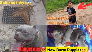 American Bully🐶Stella ke Puppies😍 HogyeSab Dargye Pitbull Se😱Jhaadu Kaat Di Aaj😰loyaldogbreeds [upl. by Swayder]