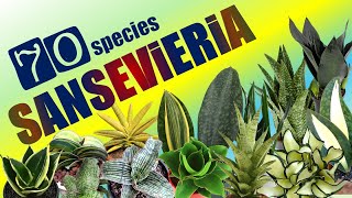 70 SANSEVIERIA SPECIES  HERB STORIES [upl. by Nomelc]