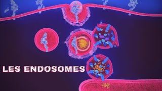 endosomes شرح بالدارجة🔥 [upl. by Ringler]