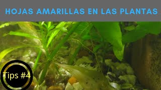 Hojas amarillas en las plantas Peces para no comprar Agua de lluvia y más  Kleiner Fish Aquarium [upl. by Karleen]