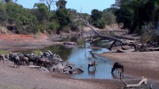 coccodrillo attacca gnu [upl. by Nelav]