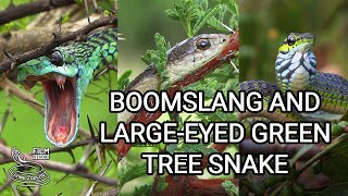 Deadly Boomslang of Africa  the most venomous rearfanged snake and Largeeyed Green Tree Snake [upl. by Tori240]