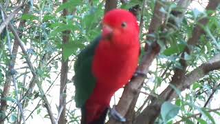 Backyard Birds In Canberra  Male King Parrot 2024 [upl. by Anemij808]