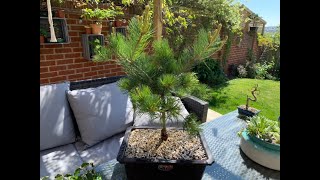 Bonsai Repotting of root bound Pinus parviflora glauca the 5 needle pine [upl. by Kinch]