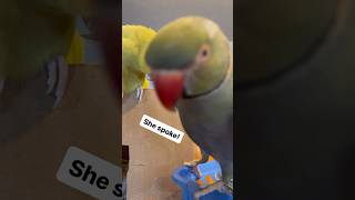 Beaker gets Tink to speak talkingbird parrot talkingparrot cuteanimals funnyanimals [upl. by Nya603]