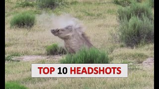 10 Hog Hunting Headshots [upl. by Rehpotsihrc]