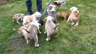 Old English Bulldog Pups Outside Playing [upl. by Crutcher]