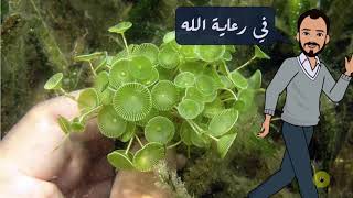 Acetabularia life cycle دورة حياة الطحلب الأخضر أسيتابيولاريا [upl. by Melliw]