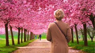 Beautiful cherry blossom at Venarias Royal Palace IItalian SakuraTurin Relaxing walking tour ASMR [upl. by Howland]