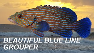 Alibaug Fishing trip  Fishing Grouper  blue line Grouper  Fishing India mumbai [upl. by Rollie120]