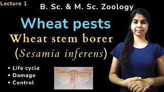 Wheat stem borer Sesamia inferens  B Sc amp M Sc  Zoology [upl. by Plante238]