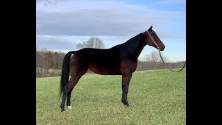 Standardbred Horse For Sale [upl. by Lupee]