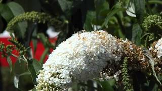 Buddleja davidii White Profusion [upl. by Aihsemak]