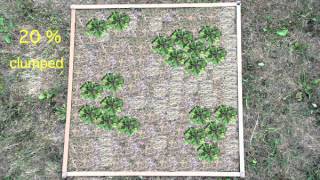 Estimation of plant cover in quadrats [upl. by Yellehs]