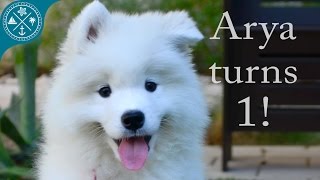 The cutest Samoyed puppy ever Arya turns 1 year old [upl. by Skippy]