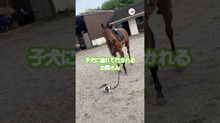 🐶「ほら！行くよ！」🐴「はいはい」｜PECO 馬 お馬さん 馬と犬 子犬 馬と暮らす horse horseanddog puppy horselover horselife [upl. by Remat]