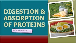 Digestion and absorption of proteins biochemistry [upl. by Neemsaj363]