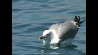 Gabbiano arrabbiato  Angry Bird Yellowlegged Gull [upl. by Tasha341]