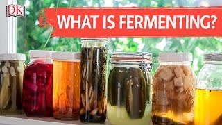 What is Fermenting [upl. by Annaear109]