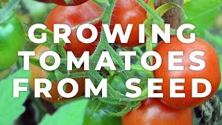 How to sow Tomato Seeds [upl. by Simara]