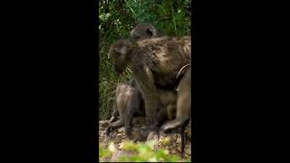 Baboons grooming each other [upl. by Downey]