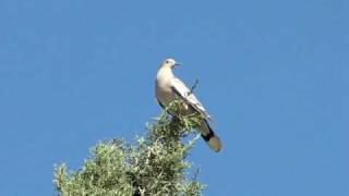 Whitewing Dove calling [upl. by Tharp412]